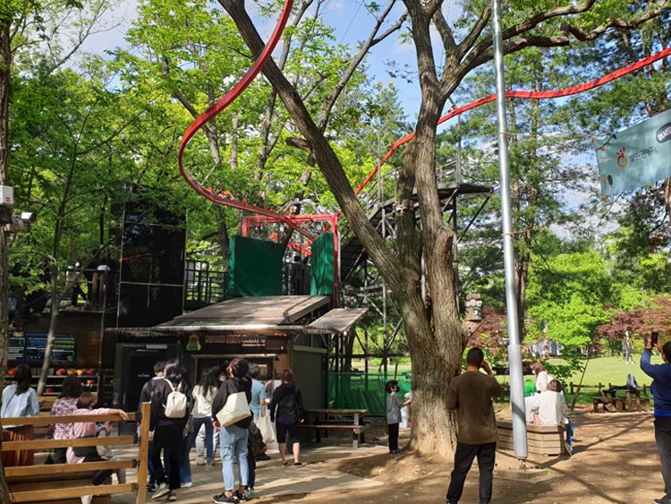ZipZag in Nami Island, South Korea